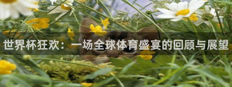 世界杯葡萄牙赛程:世界杯狂欢:一场全球体育盛宴的回顾与展望