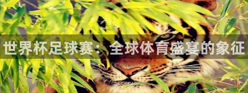 世俱杯直播:世界杯足球赛:全球体育盛宴的象征